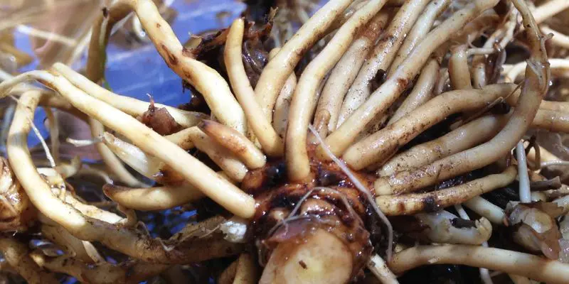 Valerian Root Explained